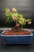 Dwarf Flowering Cherry Tree in 8 inch Pot, Edible Cherries