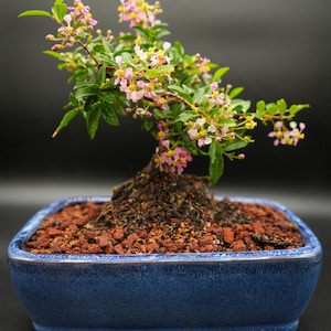 Dwarf Mini Flowering cherry in 8inch pot. Real pink and yellow blooms then red cherries you can eat. Easy to care for Color of pot can vary.