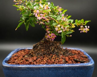 Dwarf Mini Flowering cherry in 8inch pot. Real pink and yellow blooms then red cherries you can eat. Easy to care for Color of pot can vary.