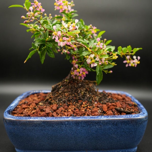 Dwarf Mini Flowering cherry in 8inch pot. Real pink and yellow blooms then red cherries you can eat. Easy to care for Color of pot can vary.