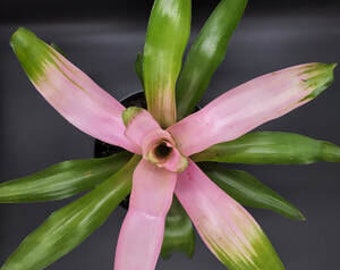 Lousbonsai.com cotton candy bromeliad in 6inch pot. We have 100s of styles