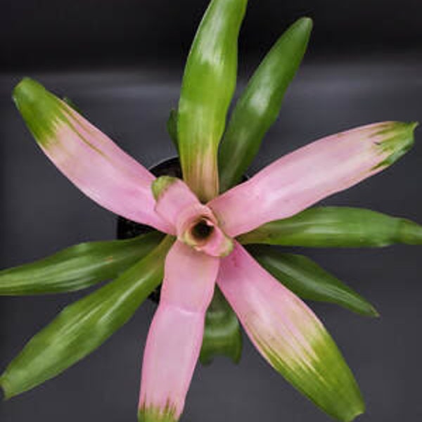 Lousbonsai.com cotton candy bromeliad in 6inch pot. We have 100s of styles