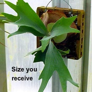 May include: A green staghorn fern plant in a wooden hanging planter. The plant is about 12 inches tall and wide. The plant is in a light brown wooden planter with a wire hanger. The plant is hanging on a white wall. The text "Size you receive" is written below the plant.