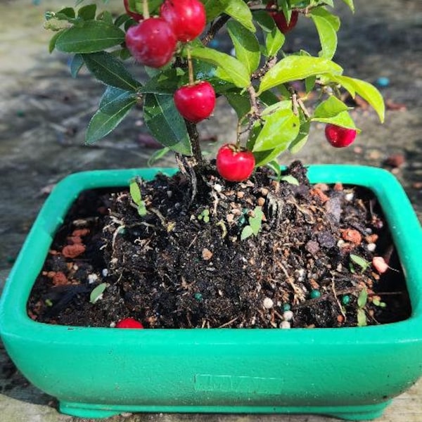 Lousbonsai.com  Small Dwarf Flowering and fruiting cherry bonsai tree. Indoors