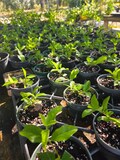 Dwarf Cherry Tree: Pink & Yellow Blooms, Edible Cherries starter plants  4inch pot comes in.