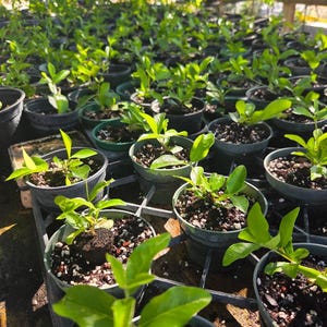 Dwarf Cherry Tree: Pink & Yellow Blooms, Edible Cherries starter plants  4inch pot comes in.