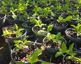 Dwarf Cherry Tree: Pink & Yellow Blooms, Edible Cherries starter plants  4inch pot comes in.