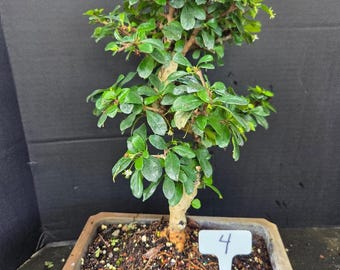Fukien Tea Bonsai Tree: S-shaped Indoor Garden - Etsy
