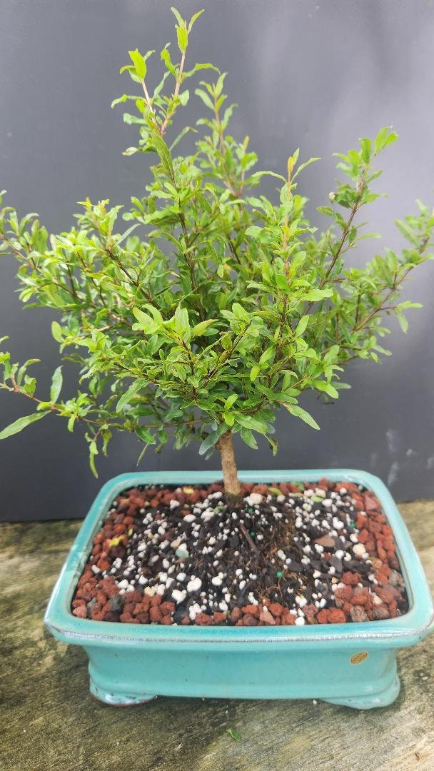 Dwarf Pomegranate bonsai tree that actually blooms and produces mini pomegranates