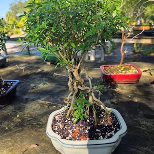 Serissa Bonsai Tree: Mount Fuji Flowers, Exposed Roots