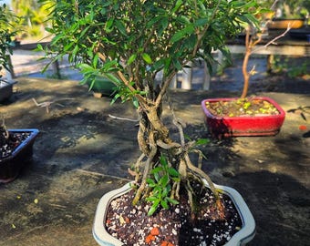 Serissa Bonsai Tree: Mount Fuji Flowers, Exposed Roots