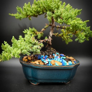 4 yrs old Juniper styled bonsai tree in 6inch pot.