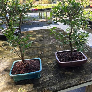 Könnte beinhalten: Zwei Bonsai-Bäume mit grünen Blättern und dünnen braunen Stämmen in rechteckigen Keramiktöpfen. Ein Topf ist glänzend türkisblau, der andere dunkel rotbraun. Beide Töpfe sind mit dunkler Erde gefüllt und stehen auf einer hölzernen Oberfläche.