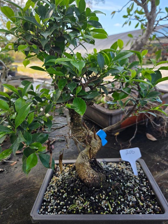 jade tree bonsai RARE RED AKAI Jade Succulent 12 Bare Rooted Bonsai Tree Crassula Ovat   Jayme Garden