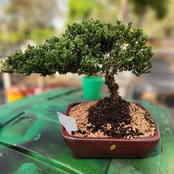 lousbonsai dwarf JUNIPER  bonsai tree in GLAZED pot. Beginner tree, needs a window or outside