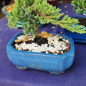 Lousbonsai.com Juniper bonsai tree for beginners  FREE SHIPPING
