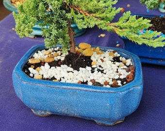 Juniper Bonsai Tree for Beginners - 6 inch Pot