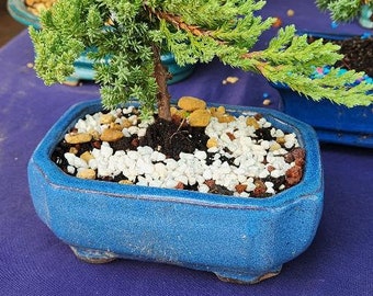 Lousbonsai.com Juniper bonsai tree for beginners  FREE SHIPPING