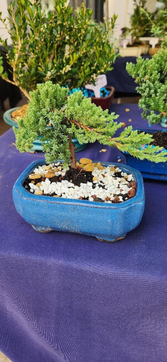 Juniper Bonsai Tree for Beginners - 6 inch Pot