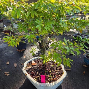 Privet Bonsai Tree - Etsy