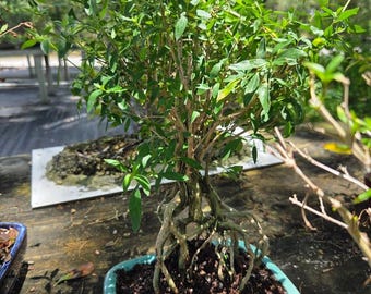 Lousbonsai MOUNT FUJI  White Flowering Serissa bonsai tree. Styled  FREE shippibng