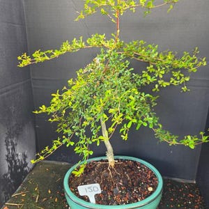 May include: A small bonsai tree with vibrant green leaves and thin, spreading branches planted in a round, teal ceramic pot. A white plastic plant marker with the number 150 is inserted into the dark soil at the base of the tree trunk.