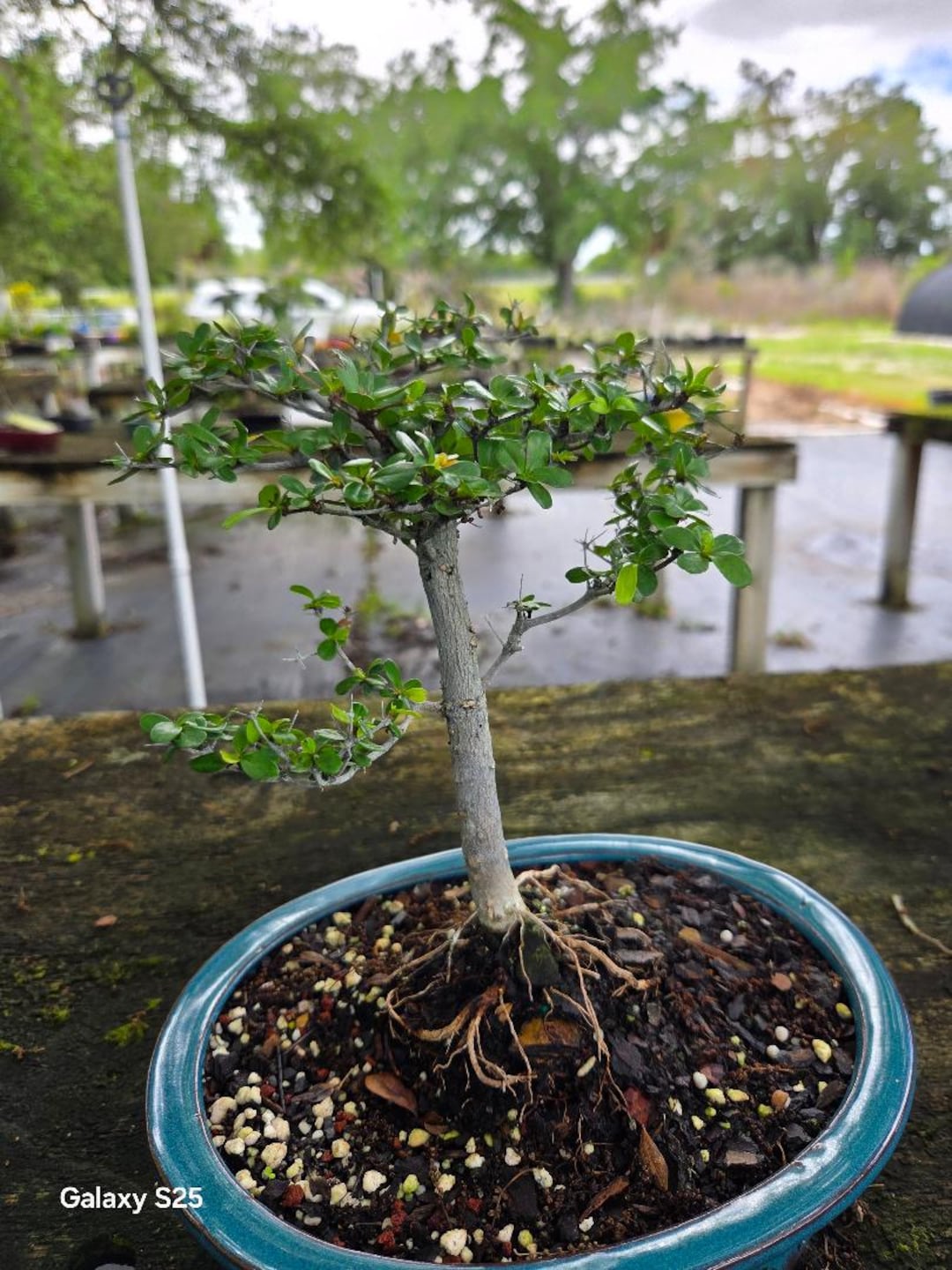 Black Olive Bonsai Tree - 8-year-old - 8 Inch Pot - Etsy