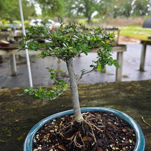 Black Olive Bonsai Tree - 8-Year-Old - 8 inch Pot