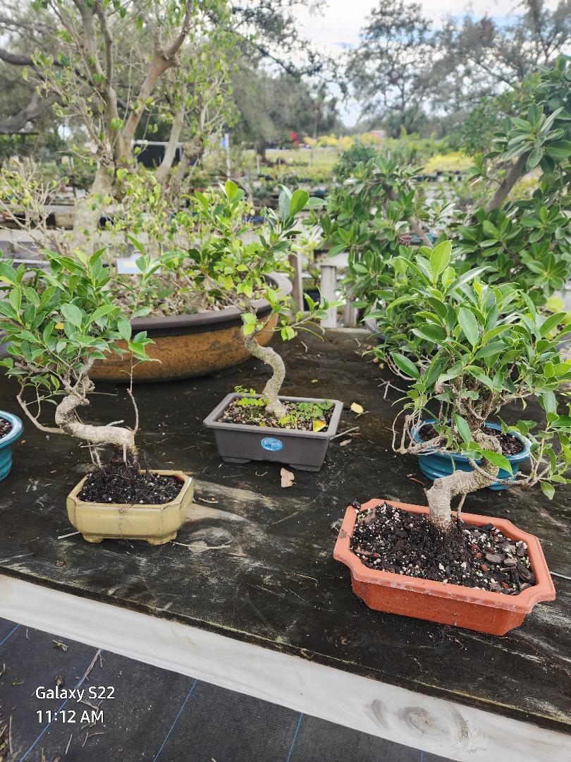 Banyan Bonsai Tree: Beginner-friendly Indoor Plant - Etsy