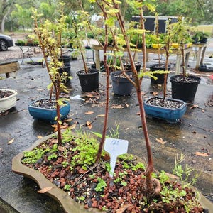 BALD cypress 3 forest planting. in a hand made forest planting pot. Quality pot