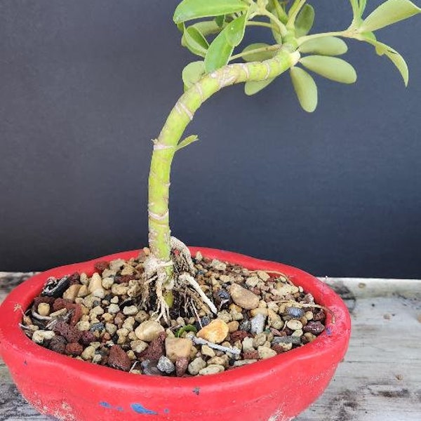 Lousbonsai.com trained S shape umbrella bonsai for beginners and low light. Free Shipping