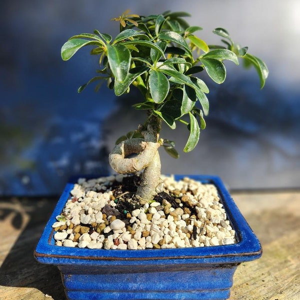 Lousbonsai.com trained Umbrella tree in 6inch pot. Real beginner, low light, low care