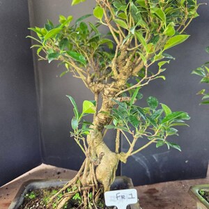 Ficus Retusa Indoor Bonsai Tree: Easy Care, 16 Years Old REG 300 NOW 250 -  Etsy