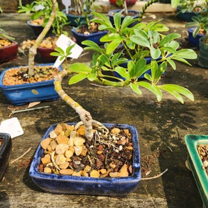 jade beans plant Organic Jade Bush Bean (Phaseolus vulgaris)