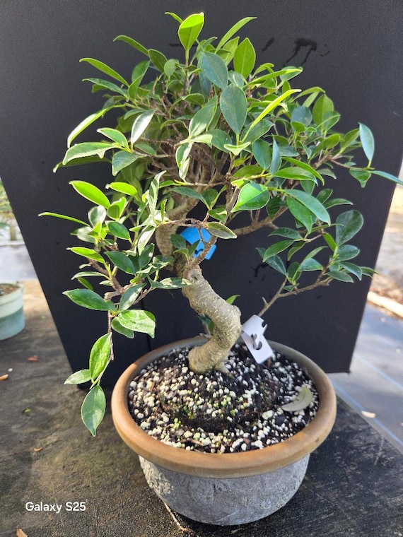 tamarinde bonsai schneiden Seedeo Tamarinde Indische Gewrzrinde (Tamarindus indica) 6 Samen