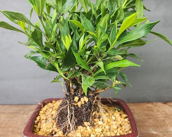Dwarf flowering fragrant gardenia bonsai tree in a 6inch pot. Great tree for your home. FREE SHIPPING