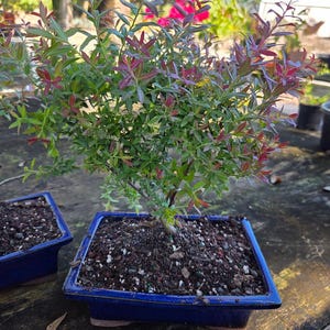 May include: A bonsai tree with green and red leaves in a blue square pot. The tree is planted in dark soil. The pot sits on a weathered wooden surface. The background includes other plants and a white structure.