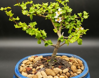 Dwarf White and pink flowering Holly bonsai tree