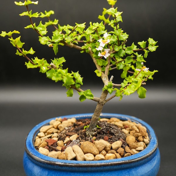 Dwarf White and pink flowering Holly bonsai tree