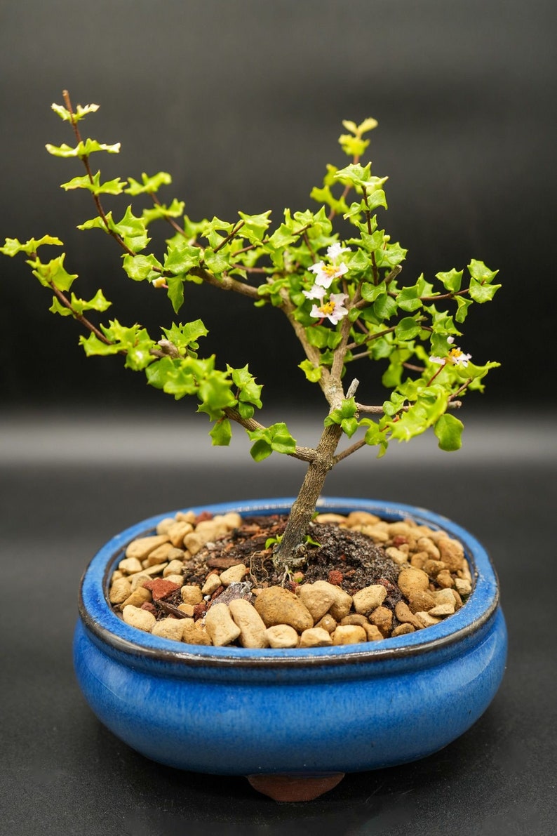 Dwarf White and Pink Flowering Holly Bonsai Tree Etsy