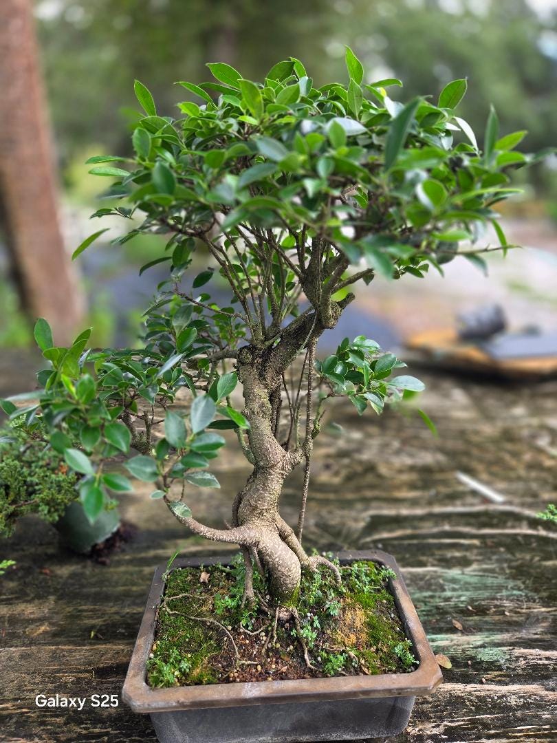 15 Yr Ficus Bonsai Tree: Easy Care Indoor Plant - Etsy