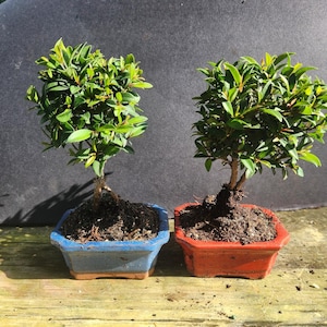 Syzygium Bonsai - Etsy