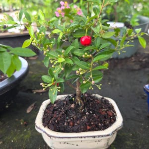 May include: A small acerola cherry bonsai tree planted in a cream-colored hexagonal ceramic pot. The plant features green leaves, small pink flowers, and a single bright red cherry fruit. The soil is dark and textured with visible organic matter.