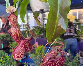 Gaya carnivorous plant. Eats noseems, nats, flys, flying insects, fruit flys gaya  free shipping