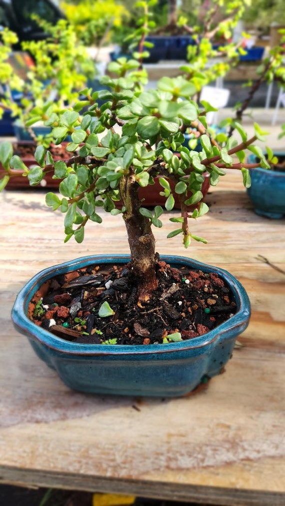 buy rare philodendron Philodendron ' Birkin ' ( Philodendron sp ) for Sale