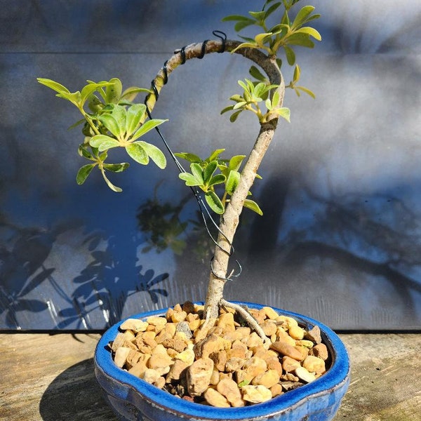 Lousbonsai.com trained Umbrella tree in 6inch pot. Real beginner, low light, low care