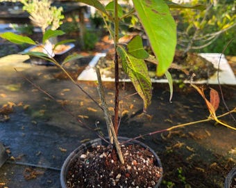 Rainbow eucalyptus 1yr seedling.  No one has these. Look at trunk will look  sale