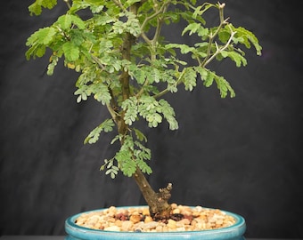 Lousbonsai.com Bonsaï arbre de pluie brésilien en pot de 10 pouces. Tous sont pleins de ramifications.