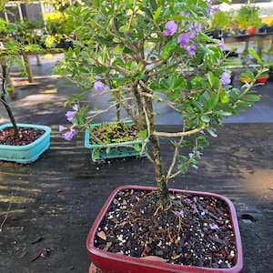 DESMOND OR BLUE bell bonsai tree   Free shipping.  Never offered on Etsy