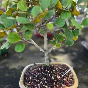 May include: A small bonsai tree with vibrant green leaves and a light-colored trunk. The tree is planted in a rectangular, light-brown ceramic pot filled with dark soil and small pebbles. The image is taken outdoors.